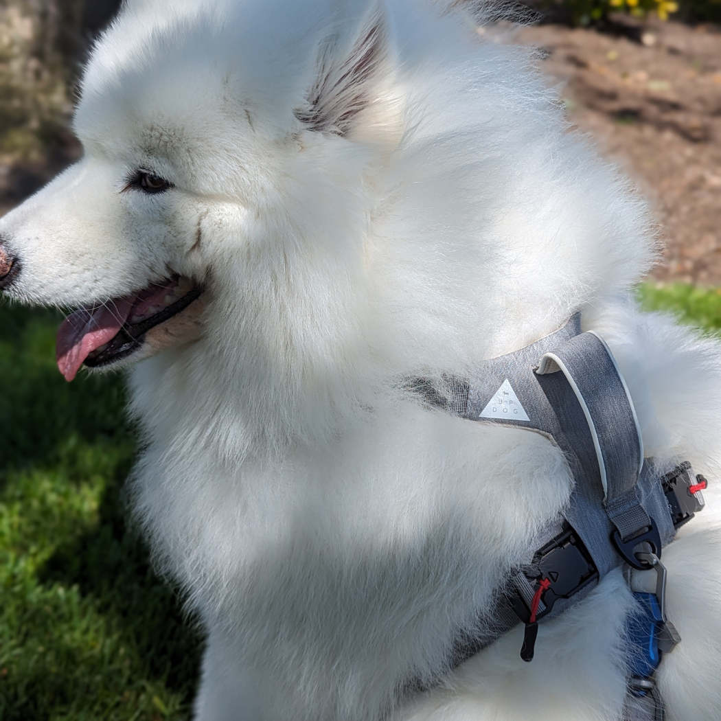 Arnés magnético para perros con asa - Fácil de poner, diseño sin tirones