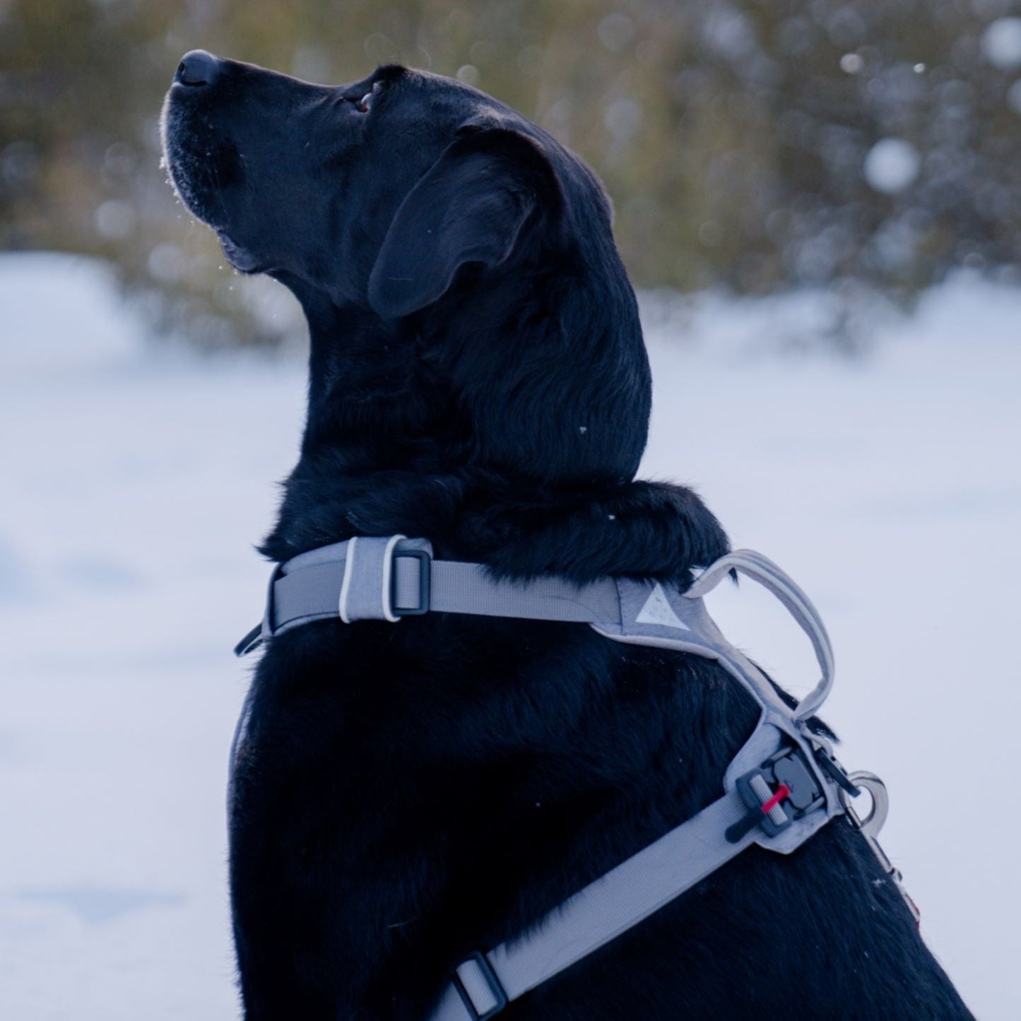 Arnés magnético para perros con asa - Fácil de poner, diseño sin tirones