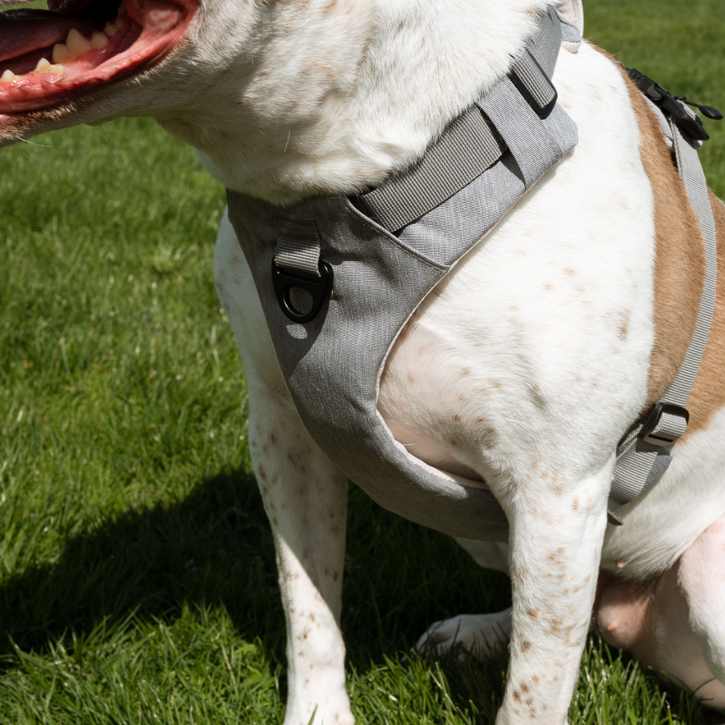 Arnés magnético para perros con asa - Fácil de poner, diseño sin tirones