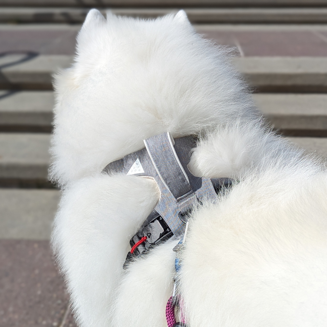 Arnés magnético para perros con asa - Fácil de poner, diseño sin tirones