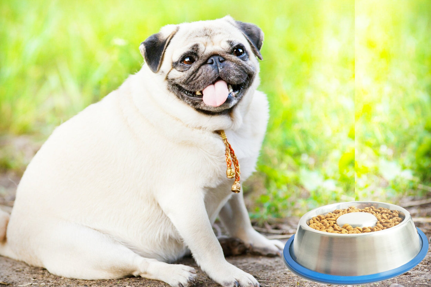 Mr. Peanut's Slow Feed Anti-Bloat Dog Bowl with Bonded Silicone Base