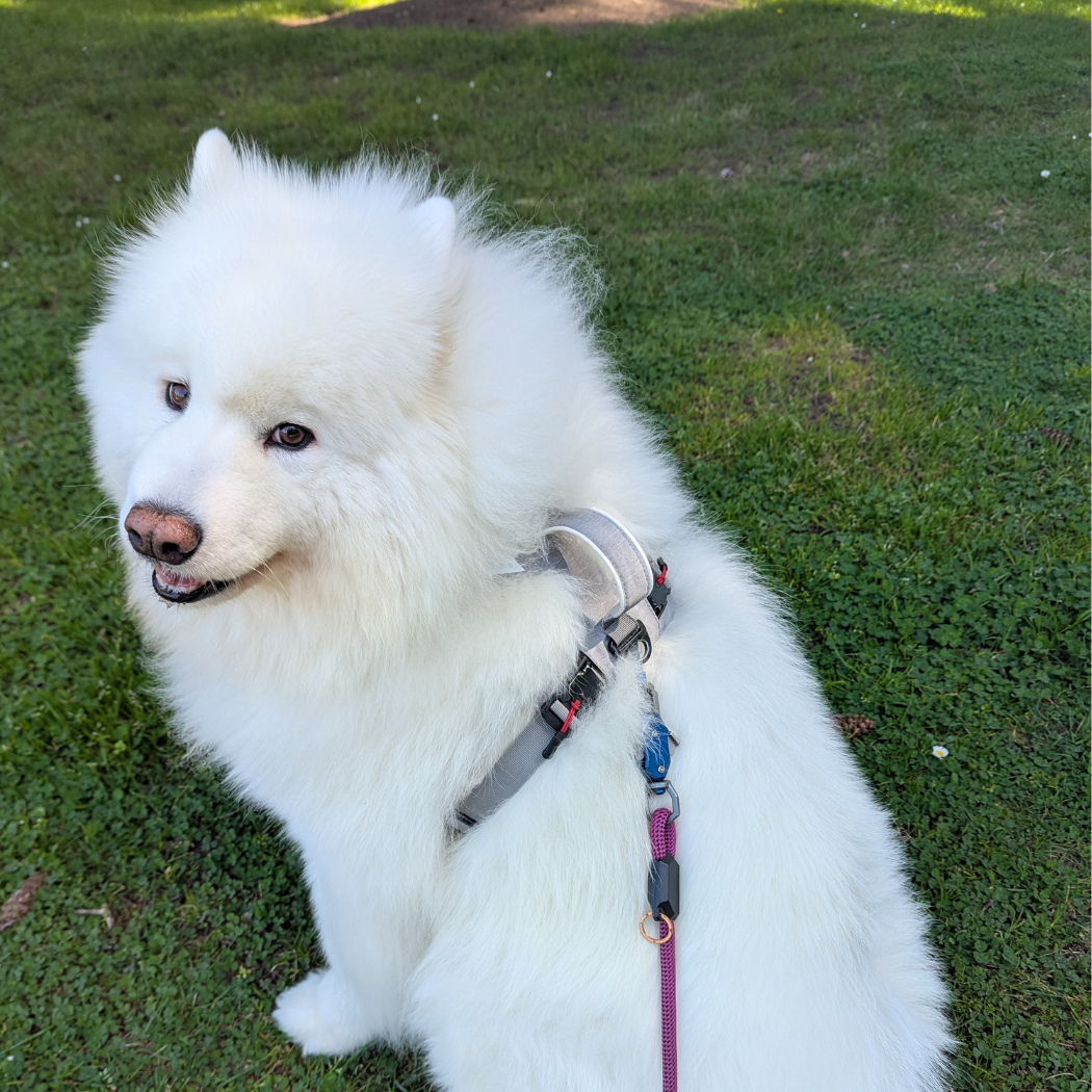 Arnés magnético para perros con asa - Fácil de poner, diseño sin tirones
