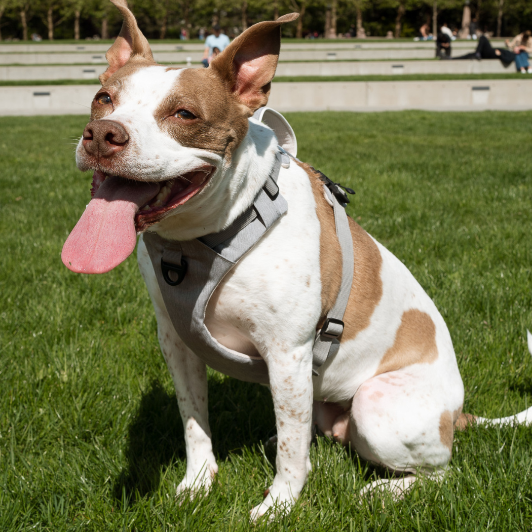 Arnés magnético para perros con asa - Fácil de poner, diseño sin tirones