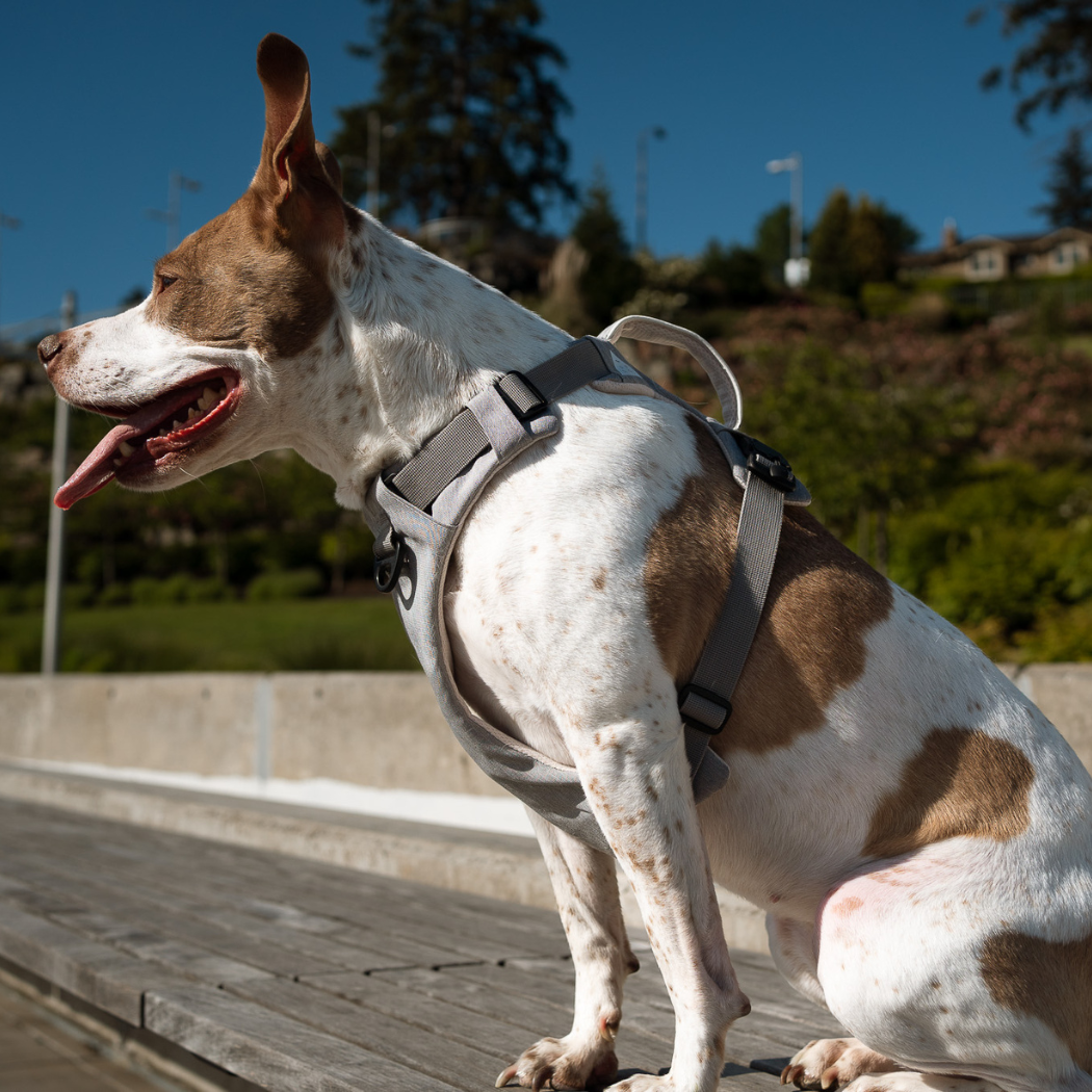 Arnés magnético para perros con asa - Fácil de poner, diseño sin tirones