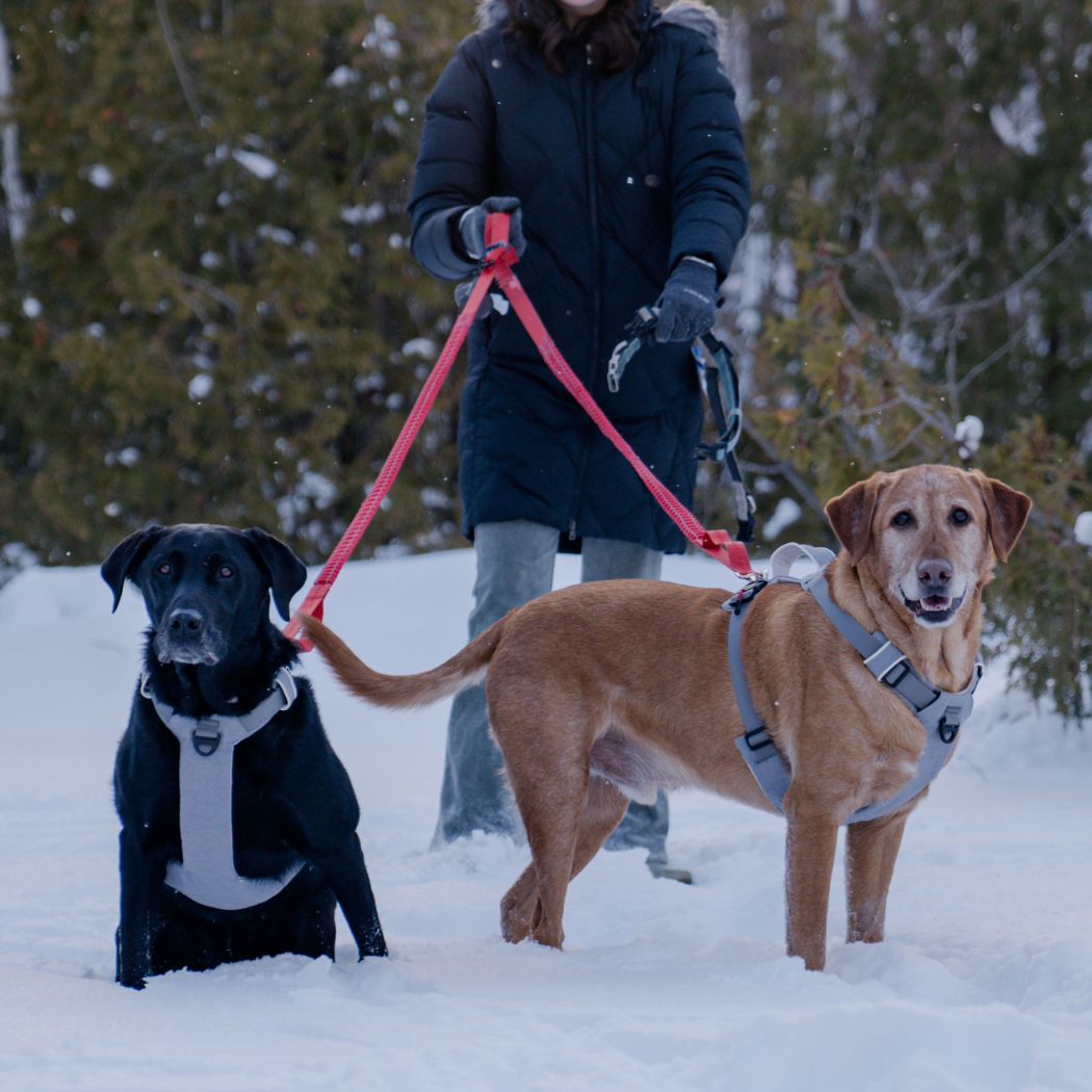 Arnés magnético para perros con asa - Fácil de poner, diseño sin tirones